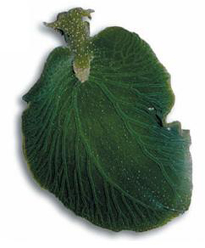 Elysia chlorotica